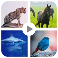 Animal sound for kids Learning